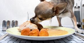 Estudo conclui que cachorros rejeitam quem trata mal seus donos