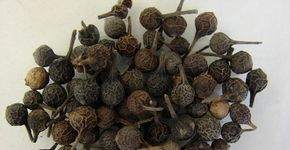 Pesquisadores brasileiros descobrem ‘viagra natural’ proveniente da pimenta; veja outras descobertas estudantis