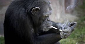 Chimpanzé chega a fumar um maço por dia em zoo na Coreia do Norte