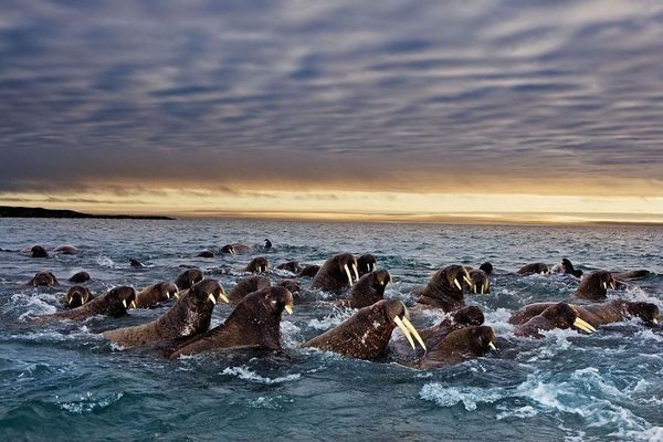 Svalbard (Noruega) - Imagem: National Geographic