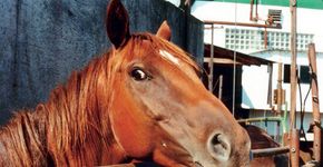 Carne de cavalo continua a ser consumida no Brasil e no mundo