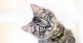 Foto: (Mary Swift/istock)
