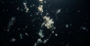 O mar profundo recebe uma chuva lenta de restos orgânicos vindos da superfície, e esse material alimenta animais onde não há sol