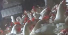 Vídeo triste mostra fornecedores de frango do McDonald’s e KFC
