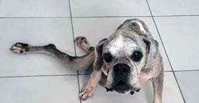 Idosa e paraplégica, boxer abandonada em lixão é adotada