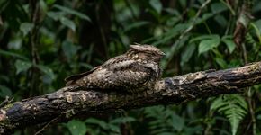 A “ave gigante comedora de mosquitos” é um animal selvagem raro na Tailândia que fez sua primeira aparição em 30 anos.