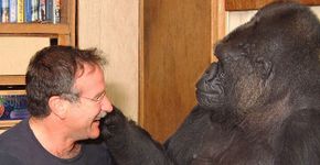 Amor animal: morte de Robin Williams entristece amiga gorila