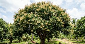 Como preparar a mangueira em agosto para que produza mais frutos na próxima safra