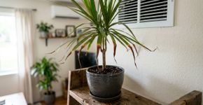 Se as pontas das folhas das suas plantas estiverem marrons, o problema não é a rega, mas a umidade do ambiente