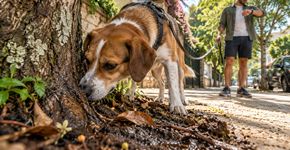 Por que os cães ficam cheirando o mesmo lugar durante tanto tempo no passeio?