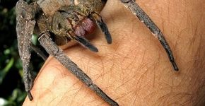 Toxina de veneno de aranha poderá substituir remédios para difusão sexual