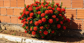 Moreia vs ixória o duelo das plantas mais resistentes para o seu jardim