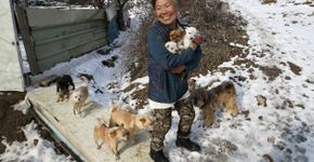 Sul-coreana de 61 anos salva cães de virarem comida