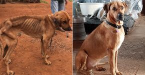 Transformação de cachorro resgatado caquético mostra poder do amor