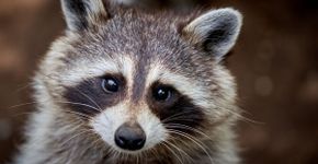 8 curiosidades interessantes sobre os guaxinins