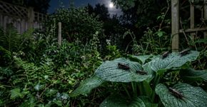 Se você escutar grilos à noite na sua casa ou quintal, não espante eles: especialistas em plantas explicam por que a presença deles pode ser um bom sinal