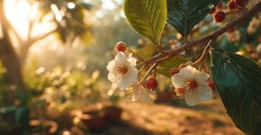 A árvore ideal para o seu jardim que produz frutos muito doces e floresce mais de uma vez por ano