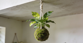 Como criar sua própria kokedama mística passo a passo