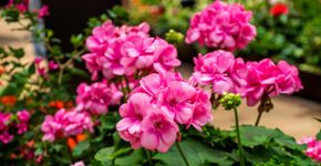 Foto: (iStock/Dipakkumar Talati)