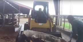 Foto: (Animal Recovery Mission)
