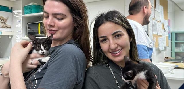 8°Arraial Adote um Gatinho