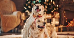 10 dicas para incluir o pet nas celebrações de Natal em família 