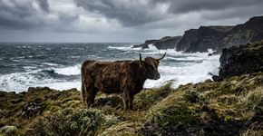 Um grupo de vacas foi deixado em uma ilha desabitada há 130 anos, e uma análise genética recente surpreendeu os cientistas com um desfecho totalmente inesperado