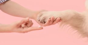 Almofadinhas ressecadas: veja como evitar e tratar esse problema nas patas dos pets