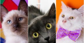 Campanha de crowdfunding quer financiar nova sede de ONG de proteção animal