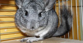 Projeto de Lei proíbe criação de animais para fazer pele, mas não evita chacina de chinchilas