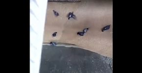 Pombo moído junto com a cevada da cerveja?
