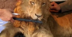 Vídeo mostra leão sedado sendo obrigado a posar para fotos