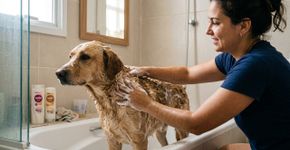 Dar banho demais no cachorro parece cuidado, mas pode provocar justamente o problema que o tutor tenta evitar
