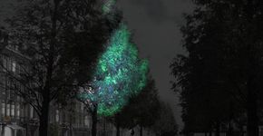 Árvores modificadas geneticamente poderão iluminar cidades