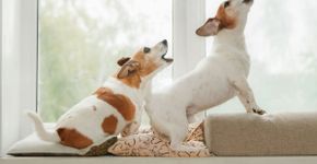 Seu cachorro gosta de latir? Veja 10 nomes perfeitos para ele 