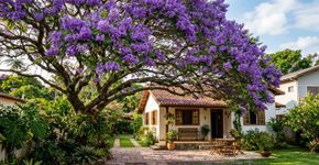 Quem tem essa árvore no quintal tem um tesouro em mãos, pois ela garante um visual incrível na entrada da casa