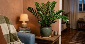 A planta perfeita para o apartamento: não precisa de luz solar direta, purifica o ar e sobrevive com pouca água