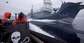 Conheça a saga da organização ecoativista Sea Shepherd e suas ações no Brasil