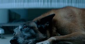 Vídeo contra abandono mostra que um cachorro nunca te deixaria