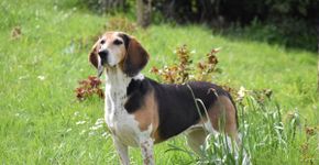 Beagle harrier: conheça as características dessa raça de cachorro 