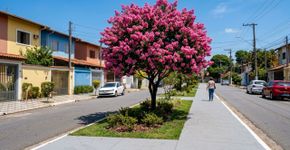 A árvore que virou moda no paisagismo porque além das flores não sujarem nada, aguenta o sol forte e não racha a calçada