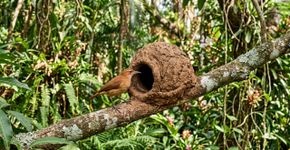 Se você encontrar algum ninho de barro de um joão-de-barro na sua casa ou jardim, nós lhe diremos o que isso significa e por que é algo bom