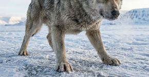 Cães de trenó de até 2 mil anos tinham ossos das patas 6% mais curtos que outros canídeos: estudo revela por que essa característica ajudava a puxar cargas no Ártico