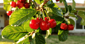 Fruta tropical rica em vitaminas que fortalece a imunidade e pode ser cultivada em vasos grandes