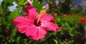 Flor do desejo