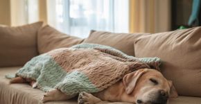10 nomes para cachorros dorminhocos