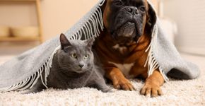 Dores articulares nos pets durante o frio: saiba como protegê-los