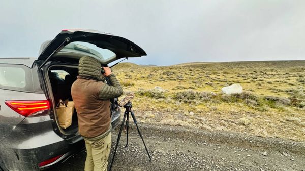 Paisagens e momentos do Puma Tour, passeio especializado para ver puma em Torres del Paine