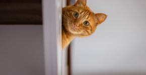 Foto: (Berk Ucak/istock)