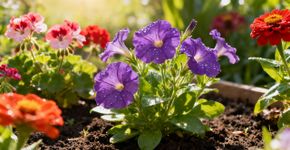 Três flores para plantar em dezembro que todo iniciante em jardinagem deve ter
